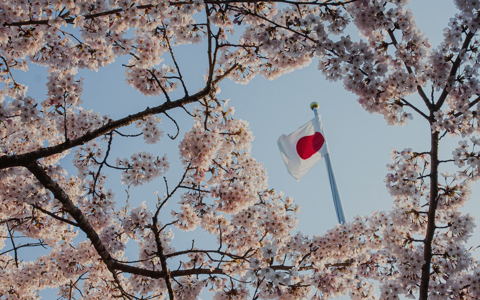 Hanami