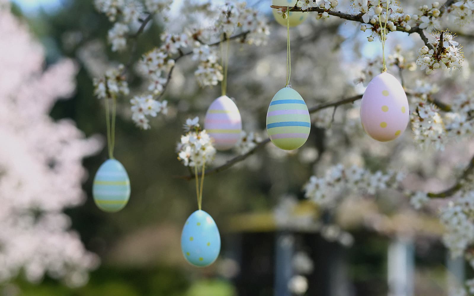 Pasqua