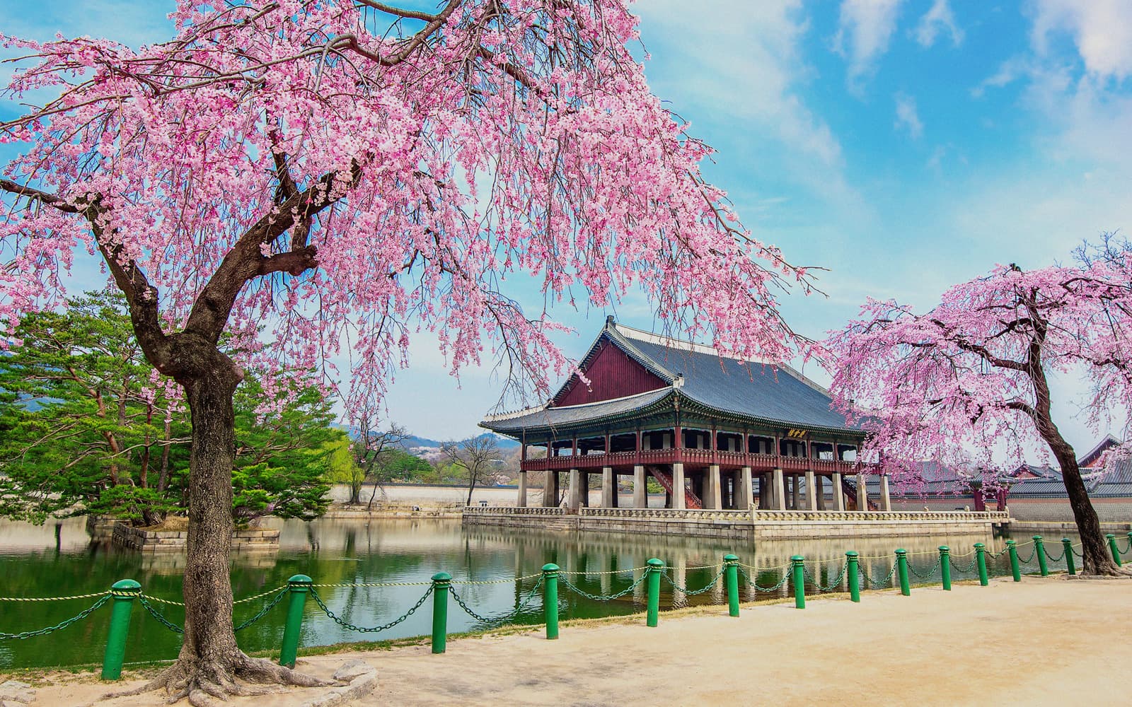 Fioritura in Corea del sud | K-Classic