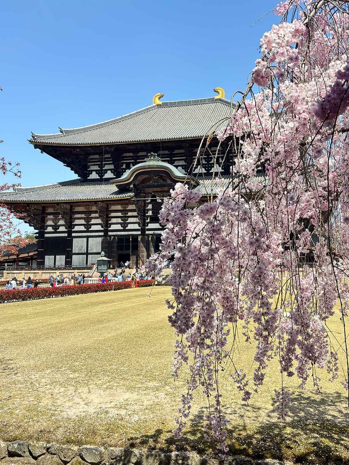 Immagine 19